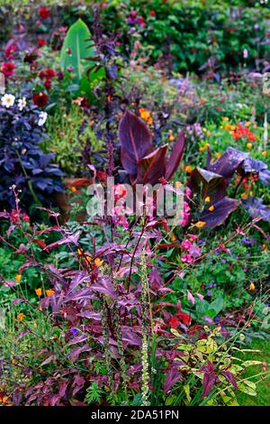 Persicaria Microcephala Red Dragon, Canna, Blätter, Laub, mischen, gemischt, Kombination, mehrjährige, Pflanzschema, RM Floral Stockfoto