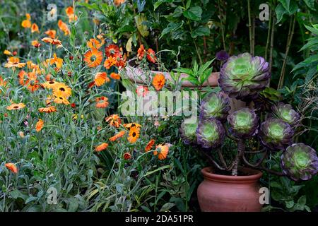 aeonium arboreum zwartkop, immergrün, saftig, dunkel, schwarz, burgunderrot, Rosette, Rosetten, Laub, Blätter, orange Calendula, Blumen, Blüte, RM Floral Stockfoto