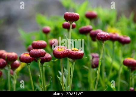 Helichrysum bracteatum König Feuerball, syn Xerochrysum bracteatum König Feuerball, riesige rote Strawflower, ewig, rot Blumen, Blumen, Garten, Gärten, R Stockfoto