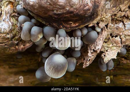 Cluster von Pilzen auf einem Baumstamm Stockfoto