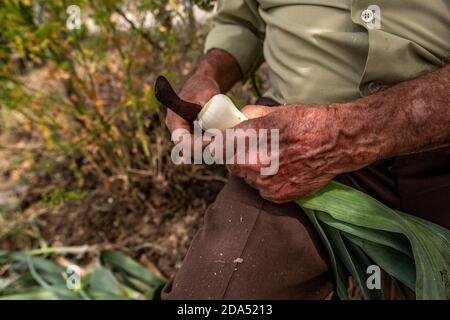 Porträt von älteren Mann die Hände schneiden Lauch mit einem Messer Stockfoto