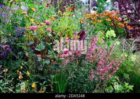 Dahlia Burlesca, Agastache Kudos Mandarin, Dahlien, Orange, Koralle, Koralle rosa, Blume, Blumen, Blüte, mehrjährige, Stauden, Garten, RM Floral Stockfoto