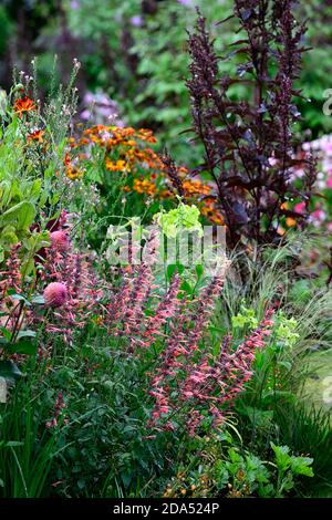 Dahlia Burlesca, Agastache Kudos Mandarin, Dahlien, Orange, Koralle, Koralle rosa, Blume, Blumen, Blüte, mehrjährige, Stauden, Garten, RM Floral Stockfoto