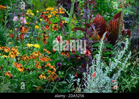 helenium sahins frühe Blüte Stockfoto