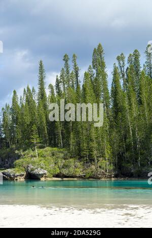 Wald von Araucaria Kiefern. Insel der Kiefern in neukaledonien. Türkisfarbenes und durchscheinendes Wasser entlang des Waldes Stockfoto