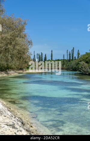 Wald von Araucaria Kiefern. Insel der Kiefern in neukaledonien. Türkisfarbener Fluss entlang des Waldes. Blauer Himmel Stockfoto