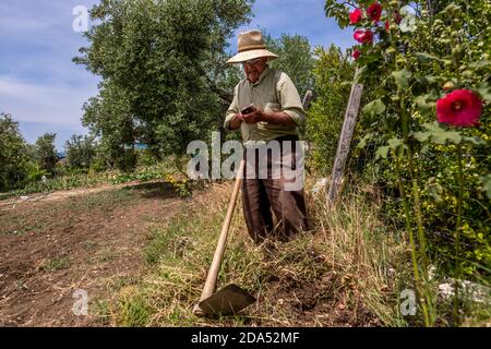 Älterer hispanischer Mann mit Strohhut und Hemd bebaut den Boden mit der Hacke in seinem Gemüsegarten. Er erhält einen Anruf. Stockfoto