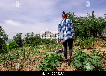 Junge hispanische Frau in blau karierten Hemd Kommissionierung Gemüse aus Der Garten mit einem lila Weidenkorb Stockfoto