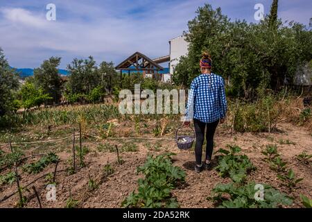 Junge hispanische Frau in blau karierten Hemd Kommissionierung Gemüse aus Der Garten mit einem lila Weidenkorb Stockfoto