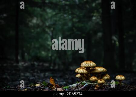 Nahaufnahme von Pilzen im dichten Wald. Dunkler Hintergrund. Wilde Pilze wachsen an Baumwurzeln im Dese-Wald. Dunkelgrüne Töne. Softiges Licht in Hölzern. Stockfoto
