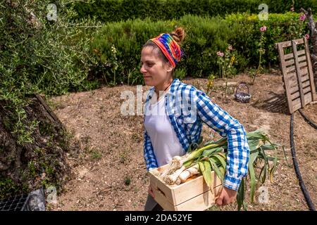 Junge hispanische Frau in blau karierten Hemd Kommissionierung Gemüse aus Der Garten mit einer Holzkiste Stockfoto