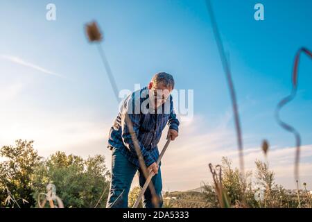 Alter Mann in blau kariertes Hemd und Jeans, die die Bearbeitung Erde seines Gartens mit einer Hacke Stockfoto