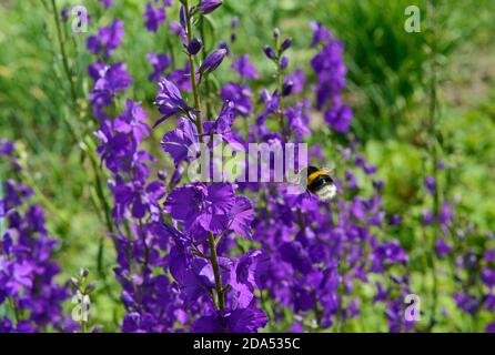 Nahaufnahme viele leuchtend violette Blüten von Consolida (oder Delphinium) ajacis Pflanze mit fliegenden Hummel in hellen Sommersonnenlicht auf grünem Hintergrund. Stockfoto