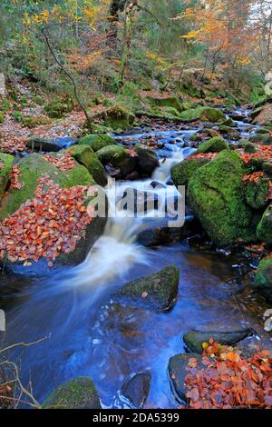 Wyming Brook Nature Reserve in der Nähe von Sheffield, South Yorkshire, Peak District National Park, England, Großbritannien. Stockfoto