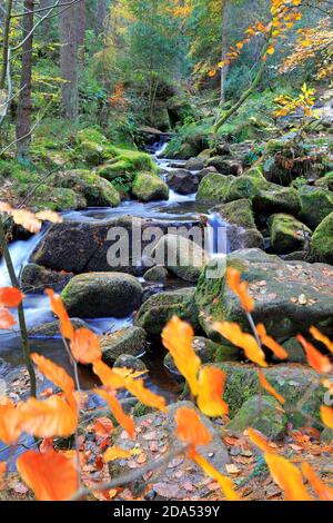 Wyming Brook Nature Reserve in der Nähe von Sheffield, South Yorkshire, Peak District National Park, England, Großbritannien. Stockfoto