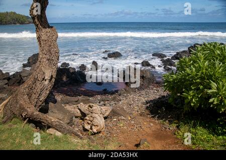 Hawaii Strand während des Tages Stockfoto