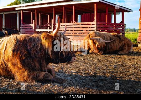 Highland Cattle Farm. Braune Bullen im Morgensonnenlicht. Landwirtschaft, Landwirtschaft. Rotes Gebäude. Rinderrasse. Bio-Food-Konzept. Rote Scheunen. Stockfoto