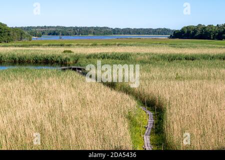 Schmaler Holzweg durch Schilf und Feld zum versteckten alten kleinen Haus in der Nähe des Sees. Marschland. Weg zum geheimen Ort, um sich in der Nähe des Wassers zu entspannen. Natur. Stockfoto