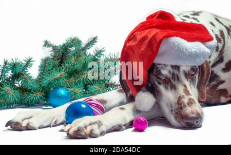 Gefleckte dalmatinische erwachsenen Hund in einem weihnachtsmann Hut gegen ein Weißer Hintergrund neben einem Tannenzweig und Neujahr Glaskugeln Stockfoto