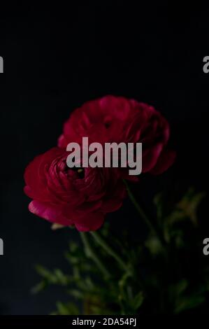 Schöne rote Ranunculus Blumen Nahaufnahme auf dunklem Hintergrund. Ranunculus asiaticus oder Perser Butterblume. Ranunculus Kultivierung. Stockfoto