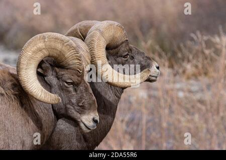 Bighorn Schafherde in Waterton Canyon Colorado Stockfoto