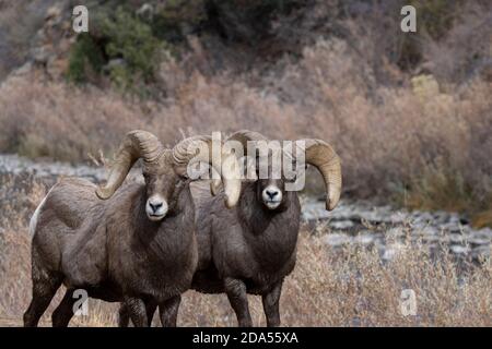 Bighorn Schafherde in Waterton Canyon Colorado Stockfoto