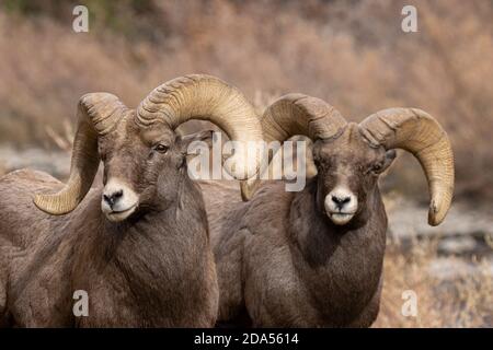 Bighorn Schafherde in Waterton Canyon Colorado Stockfoto