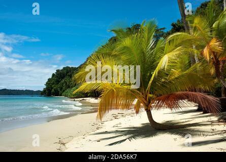 Tropischer Strand mit üppigen Palmen und weißem Sand. Isla Ranchería im Coiba National Park (Parque Nacional de Isla Coiba), Panama, Mittelamerika Stockfoto