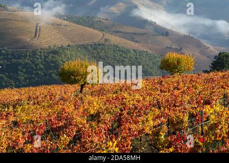 Farbenfrohe Herbstlandschaft der ältesten Weinregion der Welt Douro-Tal in Portugal, verschiedene Rebsorten von Weinreben wächst auf terrassierten Weinbergen, PR Stockfoto