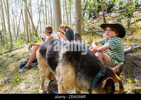 Familie, die im Wald von Aspen Bäumen ruht Stockfoto