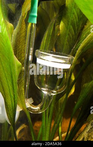 CO2-Diffusor mit Aquarienpflanzen, zur Diffusion von co2 oder Kohlendioxid in einem Aquarium für das Wachstum von Wasserpflanzen. Stockfoto