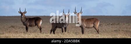 Afrika, Kenia, Laikipia Plateau, Northern Frontier District, Ol Pejeta Conservancy. Defassa-Wasserbock (WILD: Kobus ellipsiprymnus defassa) Stockfoto