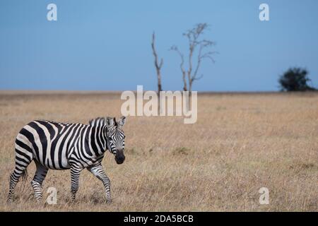 Afrika, Kenia, Laikipia Plateau, Ol Pejeta Conservancy. Burchell-Zebra (Equus quagga burchellii) im Grasland Habitat. Stockfoto