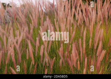 Pennisetum setaceum das Brunnengras kombiniert mit weichen, flauschigen weißen Blüten Breaking in a beautiful Bush Stockfoto