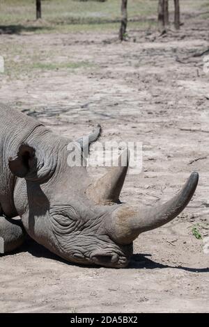 Afrika, Kenia, Ol Pejeta Conservancy. Schwarzes Nashorn (WILD: Diceros bicornis), auch bekannt als Hakenlipped, vom Aussterben bedrohte Art. Kopfdetail. Stockfoto