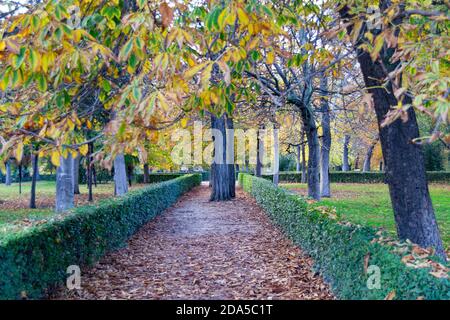 Herbstlicher Pfad voller brauner und trockener Blätter, die von Bäumen im Retiro Park in Madrid, Spanien, gefallen sind Stockfoto