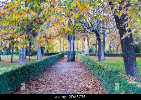 Herbstlicher Pfad voller brauner und trockener Blätter, die von Bäumen im Retiro Park in Madrid, Spanien, gefallen sind Stockfoto