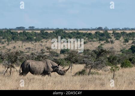 Afrika, Kenia, Laikipia Plateau, Northern Frontier District, Ol Pejeta Conservancy. Schwarzes Nashorn (WILD: Diceros bicornis) alias Hakenlipped. Stockfoto