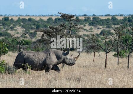 Afrika, Kenia, Laikipia Plateau, Northern Frontier District, Ol Pejeta Conservancy. Schwarzes Nashorn (WILD: Diceros bicornis) alias Hakenlipped. Stockfoto