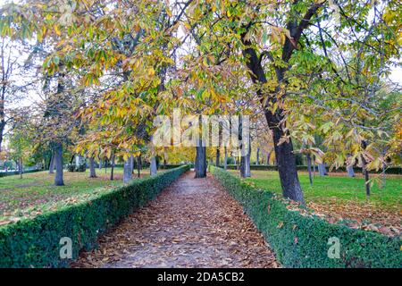 Herbstlicher Pfad voller brauner und trockener Blätter, die von Bäumen im Retiro Park in Madrid, Spanien, gefallen sind Stockfoto