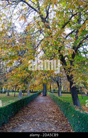 Herbstlicher Pfad voller brauner und trockener Blätter, die von Bäumen im Retiro Park in Madrid, Spanien, gefallen sind Stockfoto