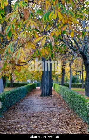 Herbstlicher Pfad voller brauner und trockener Blätter, die von Bäumen im Retiro Park in Madrid, Spanien, gefallen sind Stockfoto