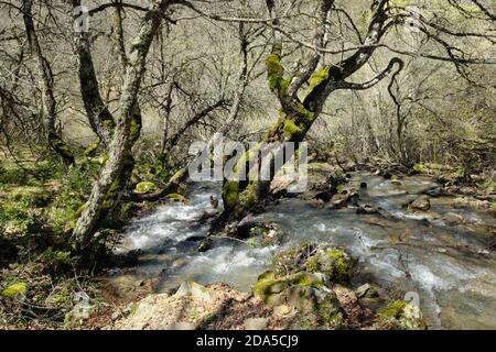 Frühlingssass im Cantatore Vallone von Nebrodi Park, Sizilien Stockfoto