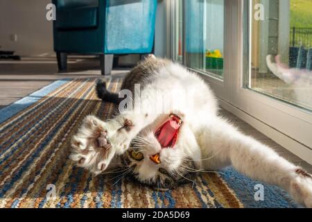 Eine grau-weiß gestromte Katze streckt sich und gähnt, als er sich vor einem großen Fenster auf den Rücken legt. Stockfoto