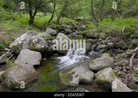 Mountain Licopeti Creek in Malabotta Wood, Sizilien Stockfoto