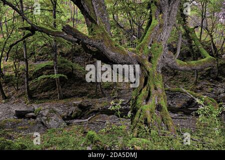 Knorriger alter großer Baummoos bedeckt mit Malabotta-Holz, Sizilien (selektive Farbe) Stockfoto