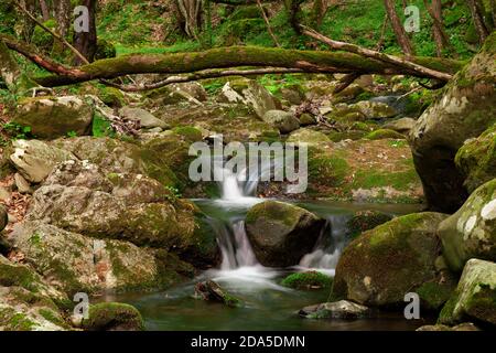 Seidige Kaskaden über moosigen Felsen im Malabotta Naturreservat, Sizilien Stockfoto