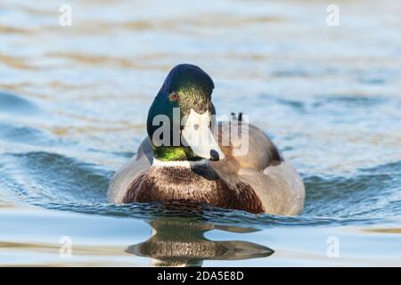 Mallard drake oder männliche Ente mit blauem oder silbernem Schnabel, wahrscheinlich eine Kreuzung auch als manky mallard bekannt. Stockfoto