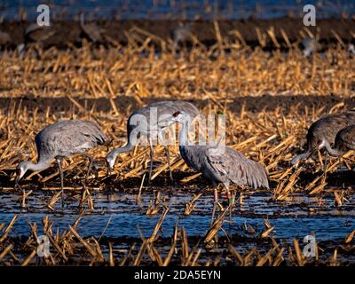 Sandhill Cranes in Staten Island Preserve, Caliornia Stockfoto