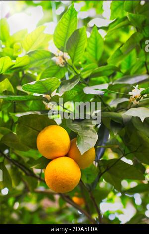 Blühender Grapefruitbaum mit an Ästen hängenden Früchten, Tageslicht, vertikal/Blüte, Frühlingskonzept Stockfoto